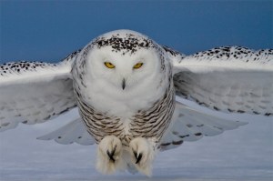 snowy owls100208358 copy